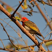 "Red-headed Weaver" Lusaka, Zambia